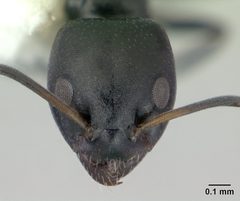 Ochetellus glaber casent0178874 head 1 by Erin Prado. Used under a CC BY 4.0 license.