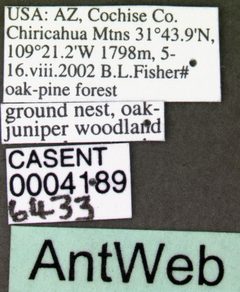 Liometopum apiculatum casent0004189 label 1 by April Nobile. Used under a CC BY 4.0 license.
