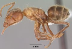 Liometopum apiculatum casent0102758 profile 1 by April Nobile. Used under a CC BY 4.0 license.