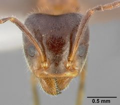 Liometopum occidentale casent0005328 head 1 by April Nobile. Used under a CC BY 4.0 license.