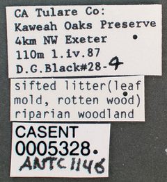 Liometopum occidentale casent0005328 label 1 by wikipedia. Used under a CC BY 4.0 license.