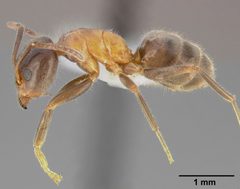 Liometopum occidentale casent0005328 profile 1 by April Nobile. Used under a CC BY 4.0 license.
