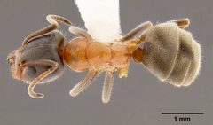 Liometopum occidentale casent0106078 dorsal 1 by Michael Branstetter 2007. Used under a CC BY 4.0 license.