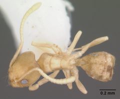 Tapinoma litorale casent0104532 dorsal 1 by April Nobile. Used under a CC BY 4.0 license.
