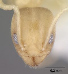 Tapinoma litorale casent0104532 head 1 by April Nobile. Used under a CC BY 4.0 license.