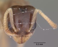 Tapinoma litorale casent0104533 head 1 by April Nobile. Used under a CC BY 4.0 license.