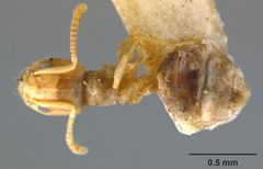 Tapinoma litorale casent0105858 dorsal 1 by Dan Kjar Smithsonian 2005. Used under a CC BY 4.0 license.