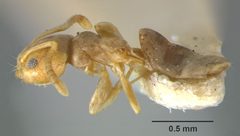 Tapinoma litorale casent0105858 profile 1 by Dan Kjar Smithsonian 2005. Used under a CC BY 4.0 license.
