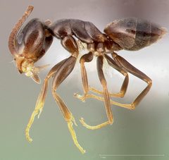 Tapinoma sessile casent0005329 profile 1 by wikipedia. Used under a CC BY 4.0 license.