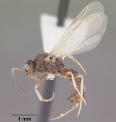 Tapinoma sessile casent0104534 profile 2 by April Nobile. Used under a CC BY 4.0 license.
