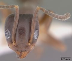 Tapinoma sessile casent0104535 head 1 by April Nobile. Used under a CC BY 4.0 license.