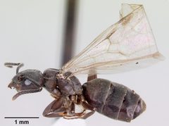 Tapinoma sessile casent0104850 profile 1 by April Nobile. Used under a CC BY 4.0 license.