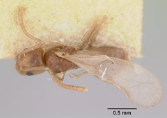 Tapinoma sessile casent0172856 dorsal 1 by April Nobile. Used under a CC BY 4.0 license.
