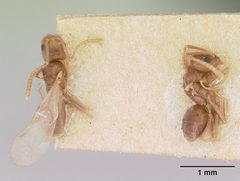 Tapinoma sessile casent0172856 dorsal 2 by April Nobile. Used under a CC BY 4.0 license.