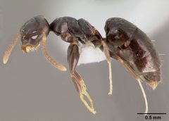 Technomyrmex difficilis casent0003318 profile 1 by April Nobile. Used under a CC BY 4.0 license.