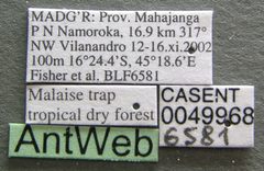 Technomyrmex difficilis casent0049968 label 1 by Michele Esposito. Used under a CC BY 4.0 license.