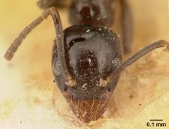 Technomyrmex difficilis casent0101079 head 1 by April Nobile. Used under a CC BY 4.0 license.