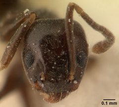 Technomyrmex difficilis casent0101080 head 1 by April Nobile. Used under a CC BY 4.0 license.