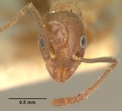 Technomyrmex difficilis casent0101791 head 1 by April Nobile. Used under a CC BY 4.0 license.