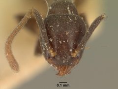 Technomyrmex difficilis casent0101823 head 1 by April Nobile. Used under a CC BY 4.0 license.