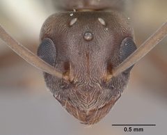 Technomyrmex difficilis casent0104538 head 1 by April Nobile. Used under a CC BY 4.0 license.