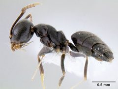 Technomyrmex difficilis casent0106111 profile 1 by Michael Branstetter. Used under a CC BY 4.0 license.