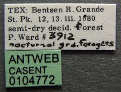 Labidus coecus casent0104772 label 1 by April Nobile. Used under a CC BY 4.0 license.