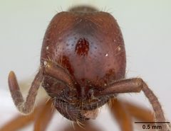Labidus coecus casent0173512 head 1 by April Nobile. Used under a CC BY 4.0 license.