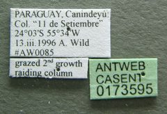 Labidus coecus casent0173595 label 1 by April Nobile. Used under a CC BY 4.0 license.