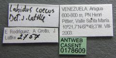 Labidus coecus casent0178609 label 1 by April Nobile. Used under a CC BY 4.0 license.