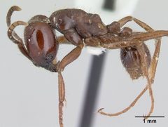 Labidus coecus casent0178610 profile 1 by April Nobile. Used under a CC BY 4.0 license.