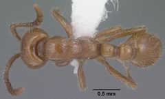 Neivamyrmex kiowapache casent0102762 dorsal 1 by Jen Fogarty. Used under a CC BY 4.0 license.