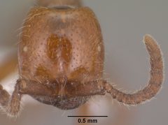 Neivamyrmex kiowapache casent0102762 head 1 by Jen Fogarty. Used under a CC BY 4.0 license.