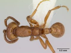 Neivamyrmex kiowapache casent0103462 dorsal 1 by April Nobile. Used under a CC BY 4.0 license.