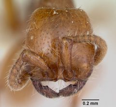 Neivamyrmex kiowapache casent0103462 head 1 by April Nobile. Used under a CC BY 4.0 license.