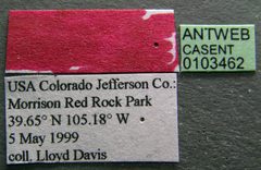 Neivamyrmex kiowapache casent0103462 label 1 by April Nobile. Used under a CC BY 4.0 license.