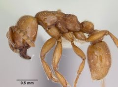 Neivamyrmex kiowapache casent0103462 profile 1 by April Nobile. Used under a CC BY 4.0 license.