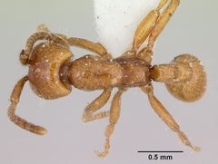 Neivamyrmex kiowapache casent0103463 dorsal 1 by April Nobile. Used under a CC BY 4.0 license.