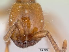 Neivamyrmex kiowapache casent0103463 head 1 by April Nobile. Used under a CC BY 4.0 license.