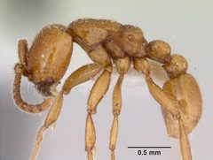 Neivamyrmex kiowapache casent0103463 profile 1 by April Nobile. Used under a CC BY 4.0 license.