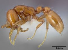 Neivamyrmex leonardi casent0005327 profile 1 by April Nobile. Used under a CC BY 4.0 license.