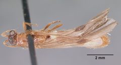 Neivamyrmex melshaemeri casent0104810 dorsal 1 by April Nobile. Used under a CC BY 4.0 license.