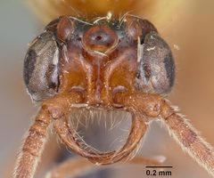 Neivamyrmex melshaemeri casent0104810 head 1 by April Nobile. Used under a CC BY 4.0 license.
