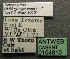 Neivamyrmex melshaemeri casent0104810 label 1 by April Nobile. Used under a CC BY 4.0 license.