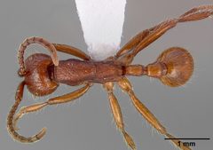 Neivamyrmex nigrescens casent0005332 dorsal 1 by April Nobile. Used under a CC BY 4.0 license.