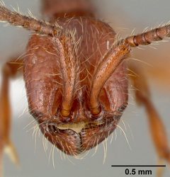 Neivamyrmex nigrescens casent0005332 head 1 by April Nobile. Used under a CC BY 4.0 license.