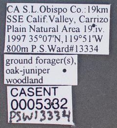 Neivamyrmex nigrescens casent0005332 label 1 by wikipedia. Used under a CC BY 4.0 license.