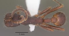 Neivamyrmex nigrescens casent0102766 dorsal 1 by April Nobile. Used under a CC BY 4.0 license.