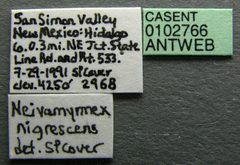 Neivamyrmex nigrescens casent0102766 label 1 by April Nobile. Used under a CC BY 4.0 license.