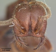 Neivamyrmex nigrescens casent0104061 head 1 by April Nobile. Used under a CC BY 4.0 license.